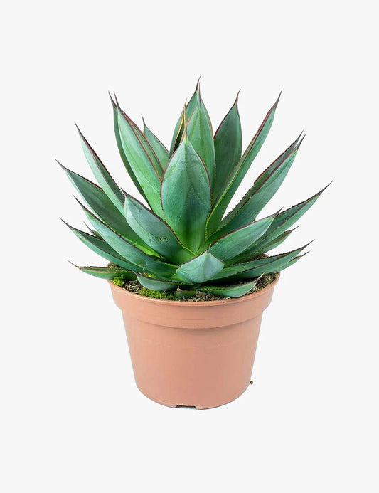 Ageratum Houstonianum