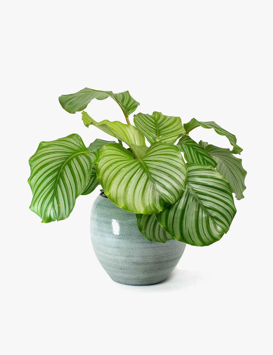 Sutera Cordata Plant