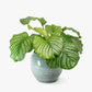 Sutera Cordata Plant