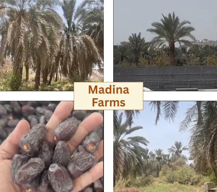 Dates Madina Farm
