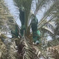 Kalmi trees