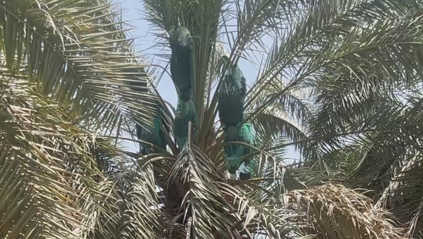 Kalmi trees